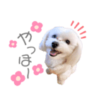 愛犬ジルちゃん！④（個別スタンプ：5）