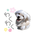 愛犬ジルちゃん！④（個別スタンプ：7）