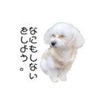 愛犬ジルちゃん！④（個別スタンプ：8）