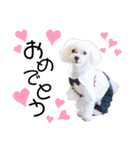 愛犬ジルちゃん！④（個別スタンプ：9）