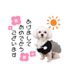 愛犬ジルちゃん！④（個別スタンプ：10）
