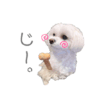 愛犬ジルちゃん！④（個別スタンプ：11）