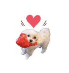 愛犬ジルちゃん！④（個別スタンプ：12）