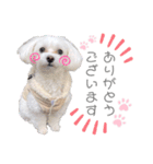 愛犬ジルちゃん！④（個別スタンプ：13）