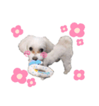 愛犬ジルちゃん！④（個別スタンプ：14）
