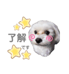 愛犬ジルちゃん！④（個別スタンプ：15）