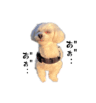 愛犬ジルちゃん！④（個別スタンプ：16）