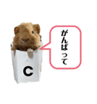 モル界のアイドルチャッピー（個別スタンプ：4）