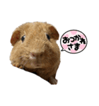 モル界のアイドルチャッピー（個別スタンプ：7）