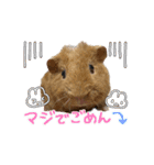 モル界のアイドルチャッピー（個別スタンプ：9）