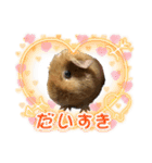 モル界のアイドルチャッピー（個別スタンプ：12）