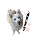 かわいいねプクちゃん（個別スタンプ：1）