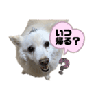 かわいいねプクちゃん（個別スタンプ：3）