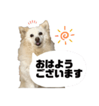 かわいいねプクちゃん（個別スタンプ：11）