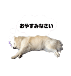 かわいいねプクちゃん（個別スタンプ：12）