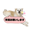 かわいいねプクちゃん（個別スタンプ：17）