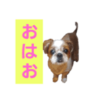 こっちゃん(2)（個別スタンプ：3）