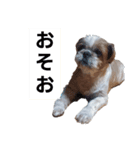 こっちゃん(2)（個別スタンプ：4）