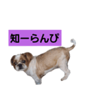 こっちゃん(2)（個別スタンプ：7）