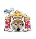 ぬくぬくマルシロ（個別スタンプ：1）