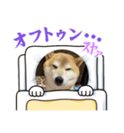 ぬくぬくマルシロ（個別スタンプ：2）