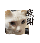 ぬくぬくマルシロ（個別スタンプ：6）