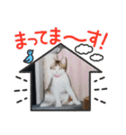 愛猫3匹☆ハムスター☆（個別スタンプ：11）