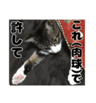 詰め詰めクリエ（個別スタンプ：18）