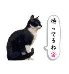うちの子ですけど、何か？（個別スタンプ：6）
