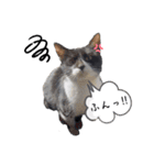 うちの子ですけど、何か？（個別スタンプ：9）