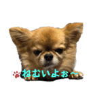 チマキとベルと日常③（個別スタンプ：4）