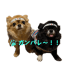 チマキとベルと日常③（個別スタンプ：5）