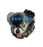 チマキとベルと日常③（個別スタンプ：8）