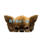 チマキとベルと日常③（個別スタンプ：10）
