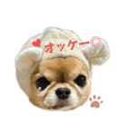 チマキとベルと日常③（個別スタンプ：11）