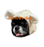 チマキとベルと日常③（個別スタンプ：12）