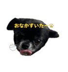 チマキとベルと日常③（個別スタンプ：14）