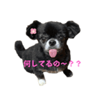 チマキとベルと日常③（個別スタンプ：15）