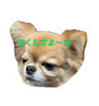 チマキとベルと日常③（個別スタンプ：16）
