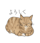 猫詰め（個別スタンプ：2）