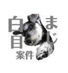 やっぱりシュナが好きッ2（個別スタンプ：14）