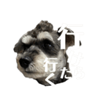 やっぱりシュナが好きッ2（個別スタンプ：17）