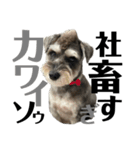 やっぱりシュナが好きッ2（個別スタンプ：32）