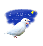 鳥どり(ハシビロコウ·文鳥etc)の日常（個別スタンプ：3）