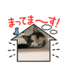 にゃんこにゃんこ10（個別スタンプ：12）