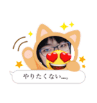 Dream Catsの日常スタンプ( ¨̮ )（個別スタンプ：11）