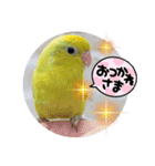 うーちゃんとキョロ（個別スタンプ：1）