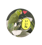 うーちゃんとキョロ（個別スタンプ：2）