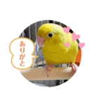 うーちゃんとキョロ（個別スタンプ：5）