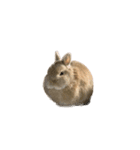 豆太すたんぷ（個別スタンプ：2）